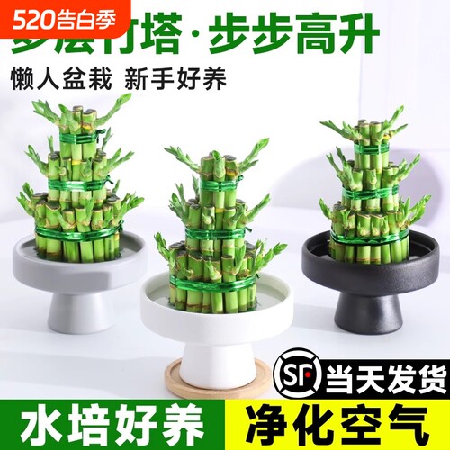 竹塔富贵竹水培植物客厅招财转运竹水养带根观音竹绿植盆栽节节高