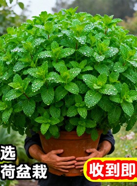 薄荷盆栽可食用新鲜薄荷叶迷迭香用香草植物可水培室内驱蚊驱虫