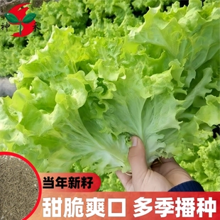甜脆玻璃生菜种子阳台种菜四季 盆栽莱种蔬菜孑菜籽高产耐寒白菜