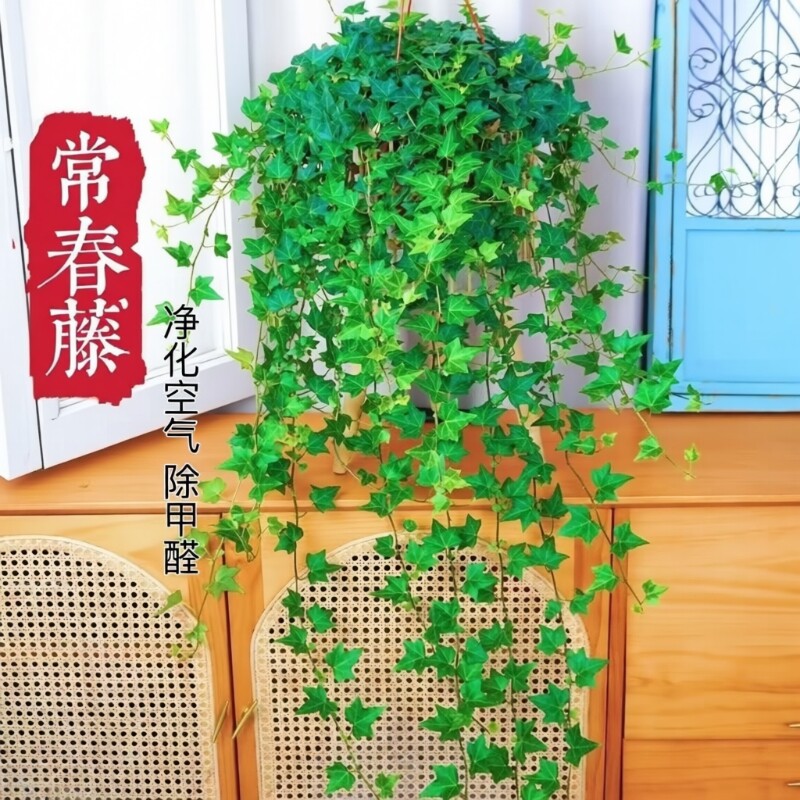 常春藤盆栽苗|超1000次加购图片