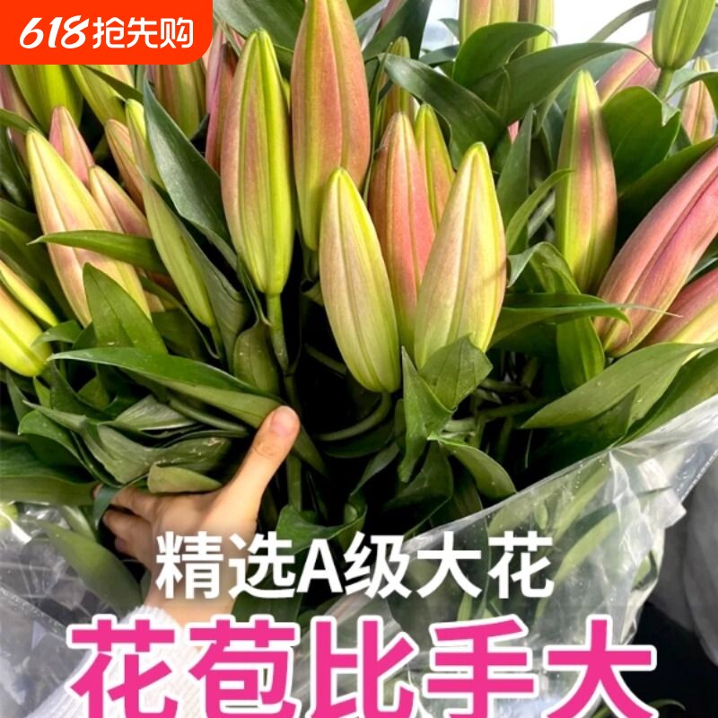 顺丰次日达香水百合花鲜花重瓣云南基地直发水培花卉用插花鲜切花