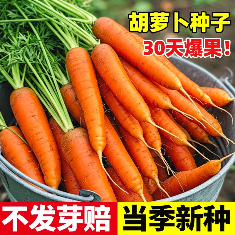 胡萝卜种子籽种水果萝卜四季秋冬蔬菜种籽大全高产种植冰激凌九斤图片