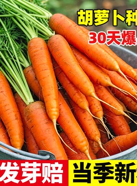 胡萝卜种子籽种水果萝卜四季秋冬蔬菜种籽大全高产种植冰激凌九斤