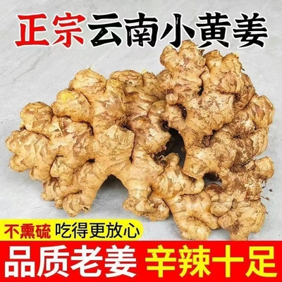 现挖老姜正宗云南小黄姜老黄姜大个生姜土姜月子姜整箱带泥小黄姜