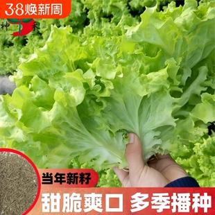 甜脆玻璃生菜种子阳台四季盆栽莱种蔬菜孑菜籽高产耐寒白菜茼蒿