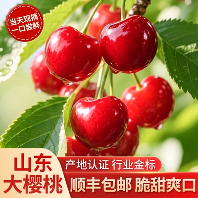 新鲜水果当季大樱桃正宗山东美早樱桃国产车厘子大果新鲜现摘包邮