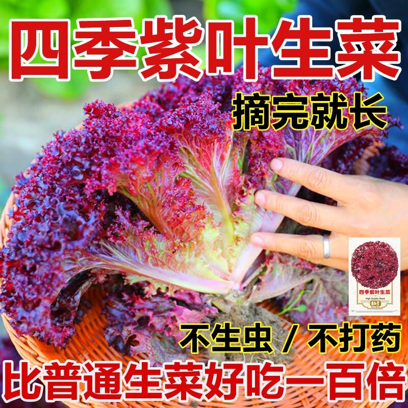 紫叶生菜种子蔬菜种子四季种意大利菜种子籽种紫奶油生菜种子一年