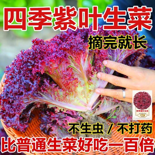 紫叶生菜种子一年种意大