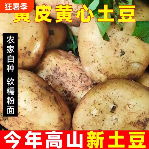 新鲜大土豆新鲜现挖黄皮