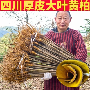 正宗厚皮川黄柏树苗子批发四川现挖中药材药用黄柏苗可剥皮直供