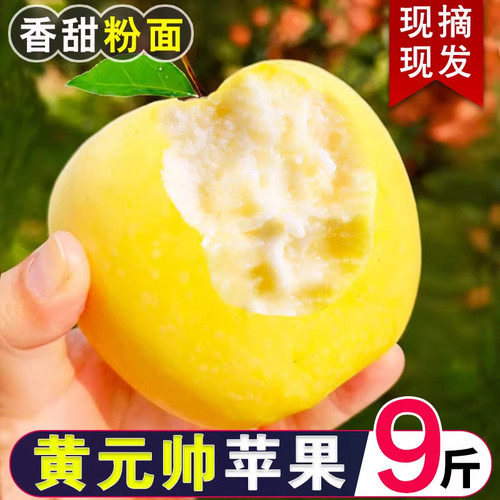 正宗黄元帅苹果9斤新鲜水果应当季粉面黄金帅脆甜可口苹果汁整箱