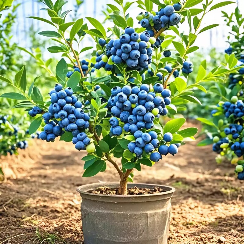 蓝莓树果苗盆栽室内外阳台四季种植F6蓝莓庭院地栽果树苗当年结果