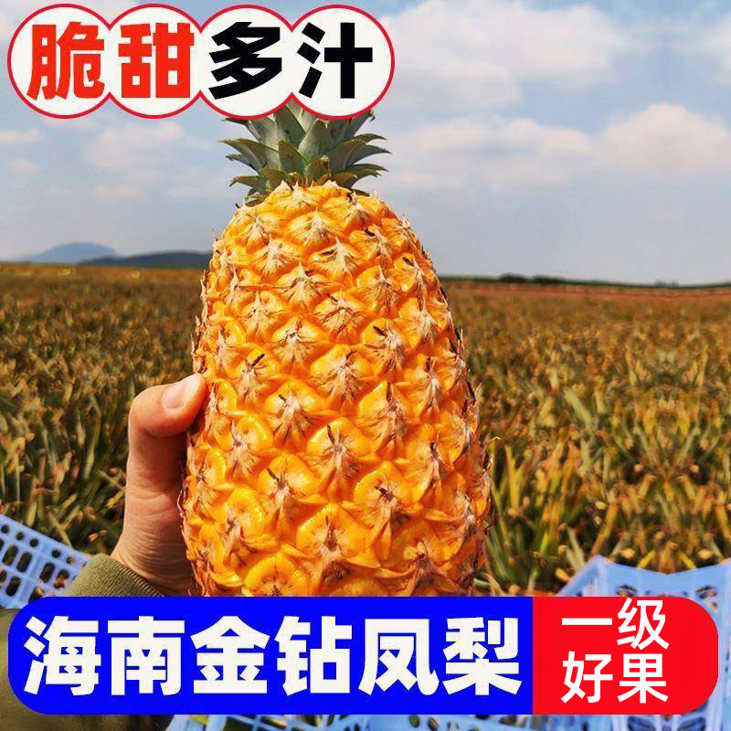 海南金钻凤梨整箱包邮