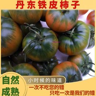 正宗丹东草莓柿子5斤西红柿新鲜碱地铁皮柿子自然熟生吃水果番茄
