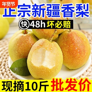 正宗新疆纯母梨新鲜水果梨子香梨薄皮红香酥梨源自库尔勒杂交品种