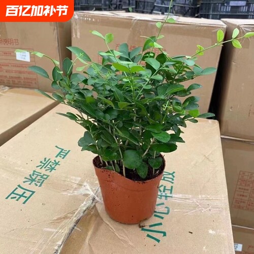 九里香盆栽花卉绿植室内驱蚊四季长绿好养水培观叶植物净化空气