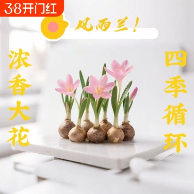 【水培风雨兰】种球四季种植浓香型重瓣多色韭兰葱兰室内阳台绿植