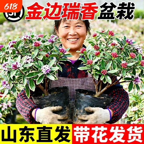 金边瑞香盆栽浓香型带花苞室内客厅阳台耐寒老桩大苗好养花卉植物