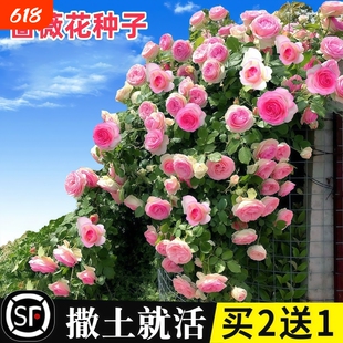 蔷薇花种子种籽子室外播种花籽爬墙植物四季开花卉庭院爬藤月季花