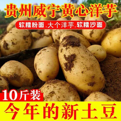 黄心土豆贵州产地新鲜现挖