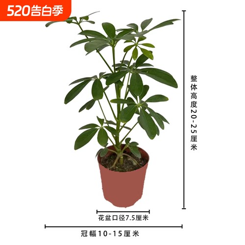 鸭脚木七叶莲八方来财盆景室内绿植四季常青盆栽客厅办公桌卫生间