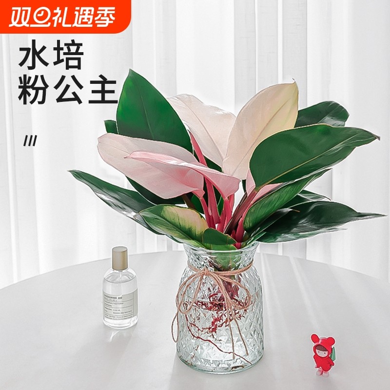 金钻水培植物室内好养绿植办公室桌面盆栽水养花卉客厅办公桌