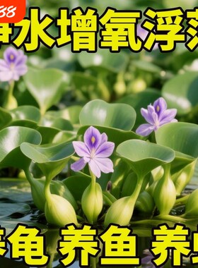 水葫芦水生净化水质|千人加购