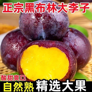 【2026现货】头茬现摘陕西黑布林李子新鲜应季水果黄肉黑李子包邮