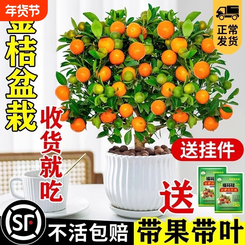 金桔树盆栽可食用带果四季橘子树苗室内外花卉绿植物柠檬树客厅