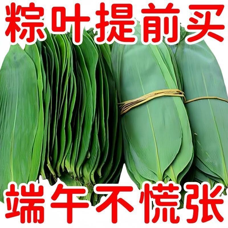 棕叶新鲜大号新叶包粽子专用叶子端午节商用棕子特大号现摘箬竹叶