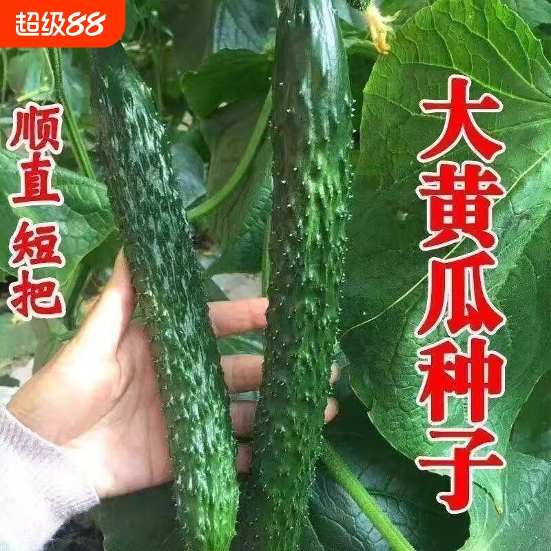 绿心黄瓜种子强雌耐热水黄瓜种籽油亮绿心四季高产阳台盆栽菜种子图片
