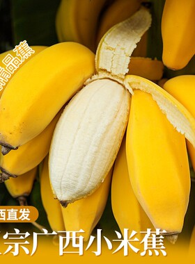 广西小米蕉当季新鲜水果自然熟