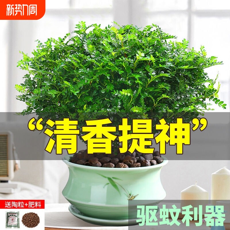 清香木盆栽驱蚊草室内绿植除甲醛净化空气植物胡椒木办公桌阳台