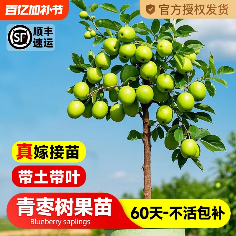 台湾大青枣树果苗活苗甜脆蜜丝枣牛奶枣树南北方种植盆栽地栽树苗