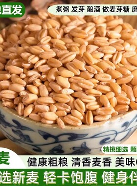 小麦粒食用可发芽做麦芽糖杂粮猫草种子米带皮仁胚芽麦子粗粮酿酒