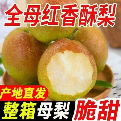 【爆甜】红香酥梨正宗香梨应季新鲜水果梨子批发脆甜皮薄皮酥梨