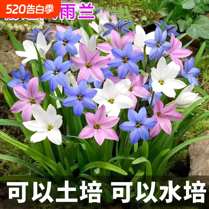 重瓣风雨兰种球葱兰韭兰阳台室内外耐热耐寒地载盆栽绿植花卉水培