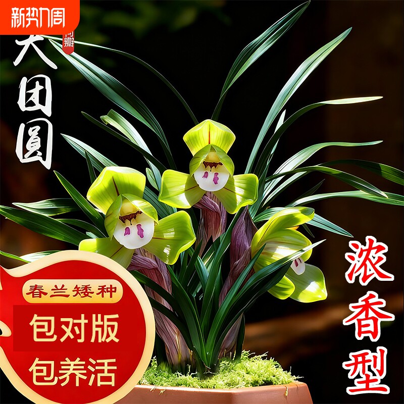 春兰冬带花苞名贵兰花苗矮种好养室内花卉绿植盆栽大富贵办公桌