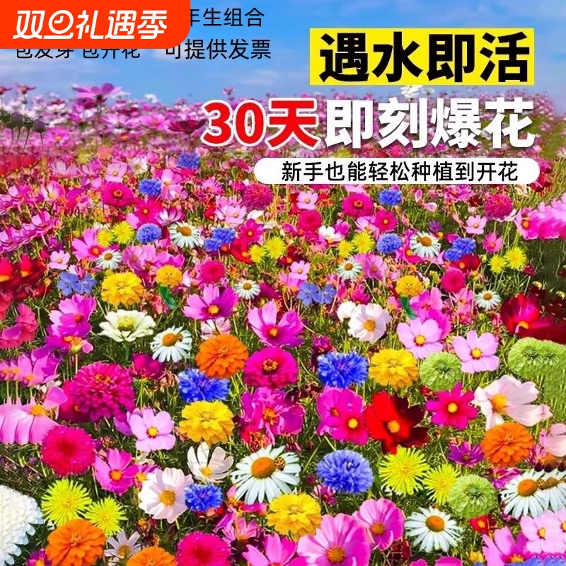 除虫菊种子花籽天然驱蚊草