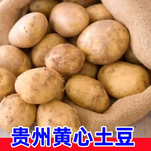今年贵州黄心土豆新鲜现挖黄心洋芋高山农家自种批发新鲜现挖