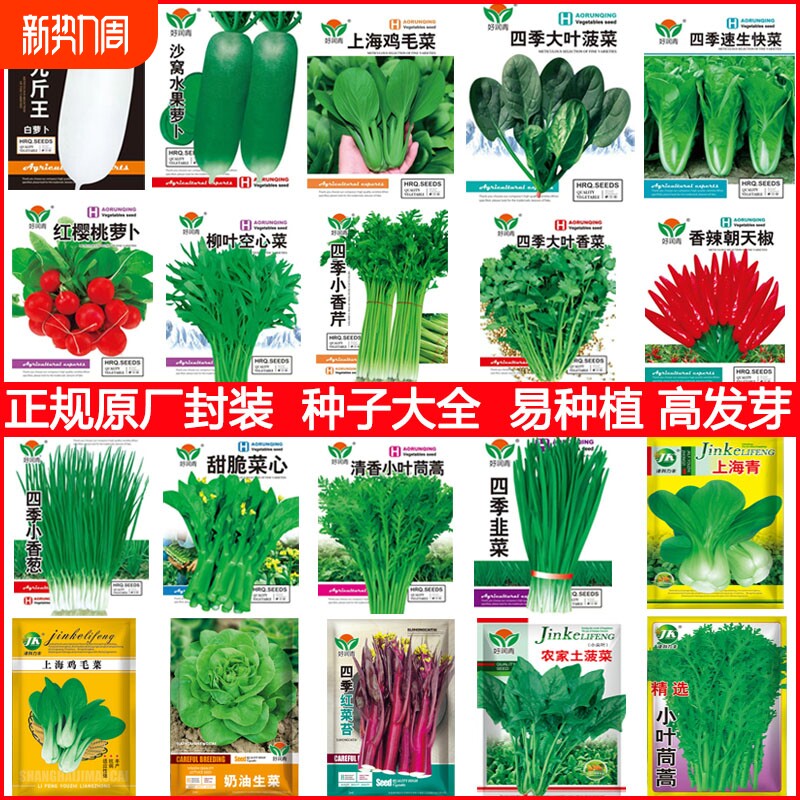 蔬菜种子大全鸡毛菜种子小油菜种籽小白菜四季瓜果籽盆栽庭院阳台