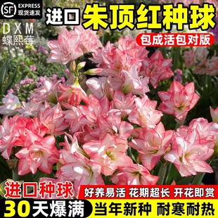 朱顶红种球进口重瓣阿弗雷竹顶红盆栽根卉绿植物水培花期阳台开花