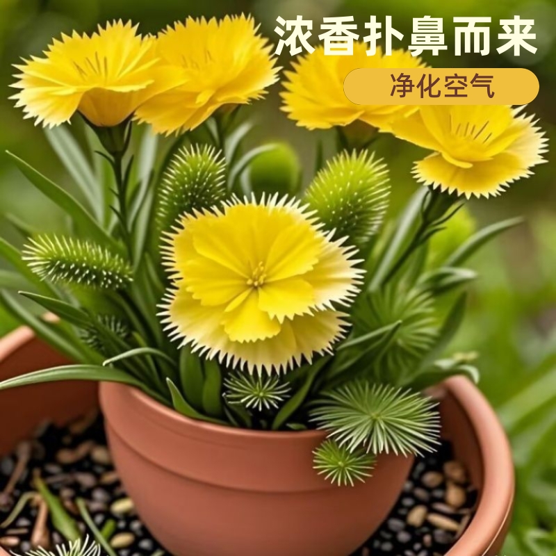 金羽花盆栽四季开花|千人加购