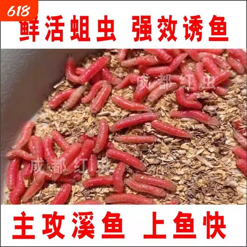 新鲜活红蛆虫活饵主攻溪流钓鱼肉蛆昆虫野钓石斑马口白条鱼食腥味