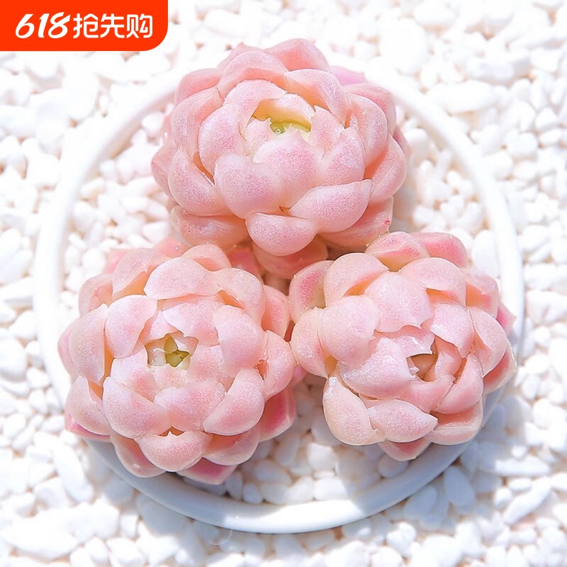 【新店】月影女神阿尔巴多头群生多肉植物花卉盆栽稀有办公室阳台