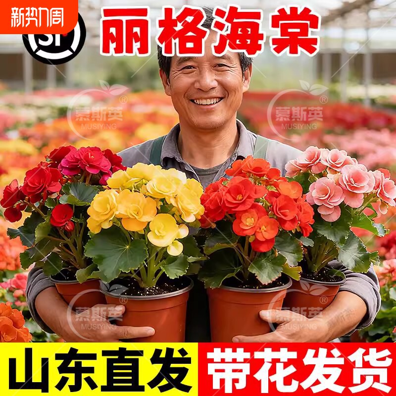 重瓣大花丽格海棠花盆栽带花苞开花玫瑰玻璃海棠室内阳台花卉鲜花