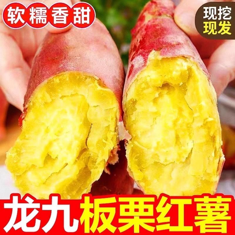 河南龙九红薯新鲜现挖正宗黄心自种蜜薯山芋板栗番薯农家沙地香甜