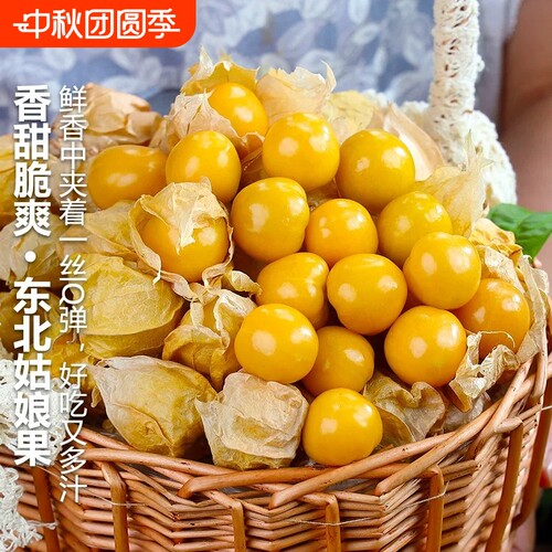新鲜姑娘果5斤新鲜现摘黄菇娘果灯笼果东北特产水果当季整箱孤鸟