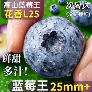 云南新鲜大蓝莓孕妇水果大果宝宝辅食L25花香 次日现摘一颗 包邮