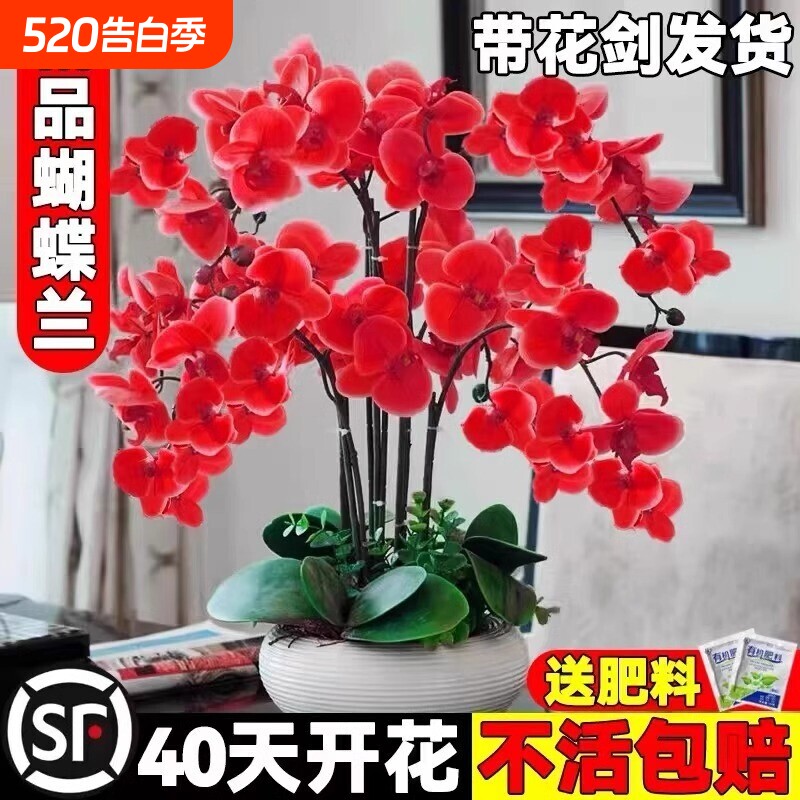 蝴蝶兰花苗带花苞盆栽文心兰君子兰大花苗室内四季开花植物耐寒